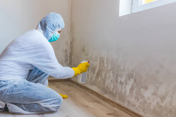 Licensed Mold Inspection service in Jobstown, NJ - WQB Mold Removal