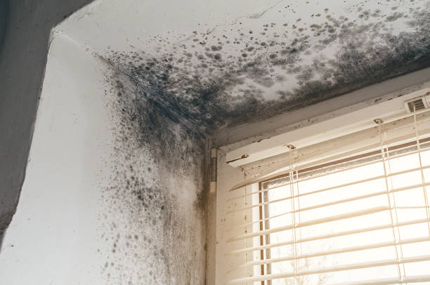 Affordable Mold Inspection solutions in Jobstown, NJ
